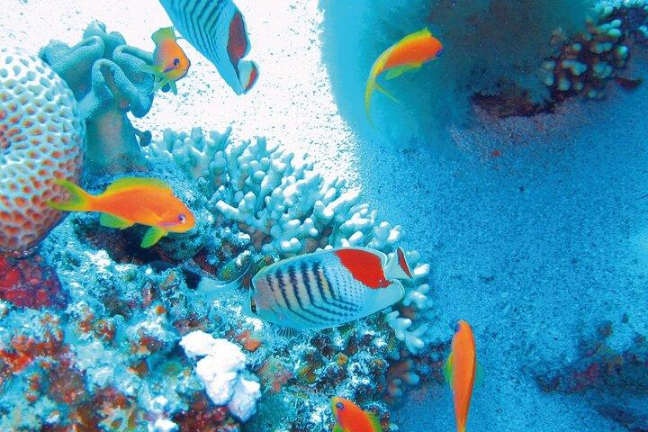Mnemba Dolphin Tour; Stone Town Tour; Spice Tour with Lunch