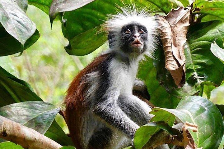 Jozani Forest, Spice Tour, Secret Garden, Stone Town, Salaam Cave