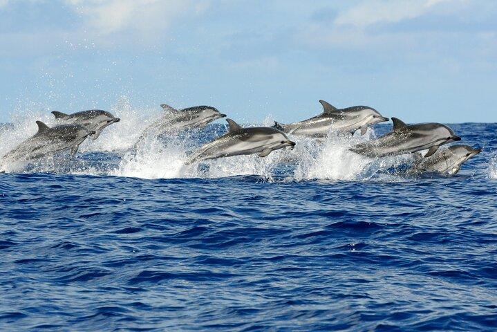 Dolphin Tour, Monkey Tour, Secret Garden, Stone Town, Salaam Cave
