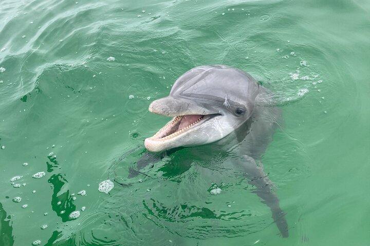 Private 2-Hour Dolphin and Sightseeing Tour