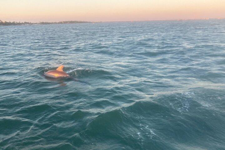 Private 2-Hour Dolphin and Sightseeing Tour