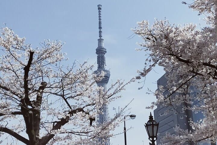 Cherry Blossom Highlights, Asakusa, Ueno, Imperial Palace Garden