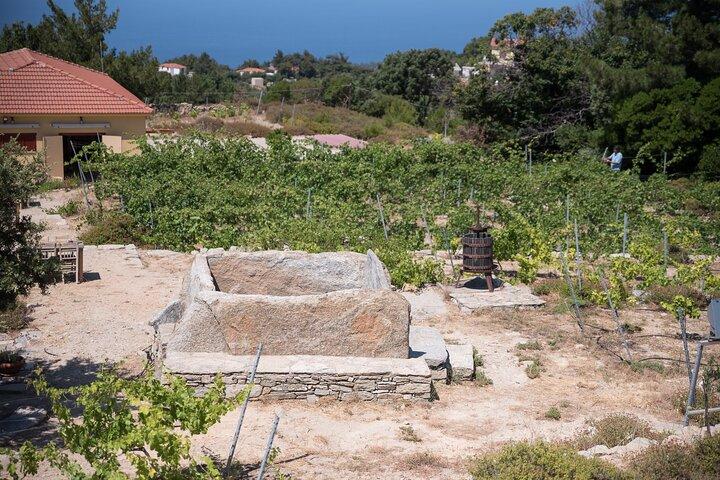 Classic Tour & Natural Wine Tasting (Private)