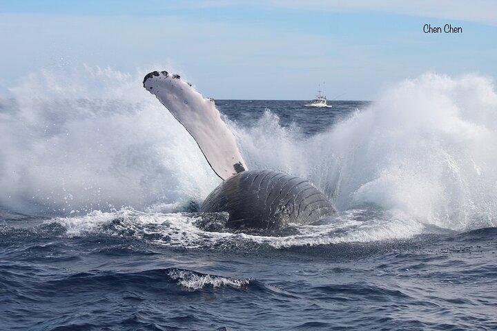 Whale Watching with Hydrophone in Cabo San Lucas
