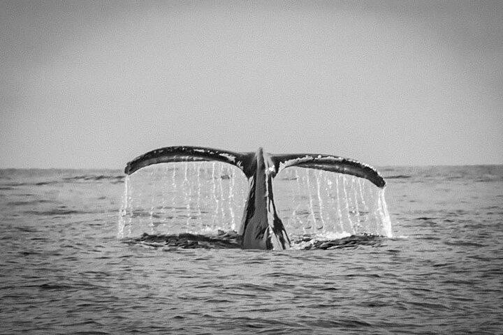 Whale Watching with Hydrophone in Cabo San Lucas