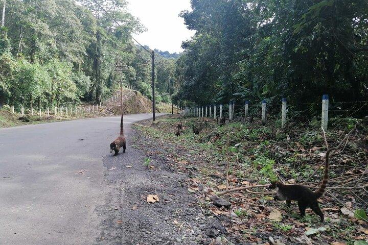 Arenal Volcano Hike and Hot Springs Tour from San Jose