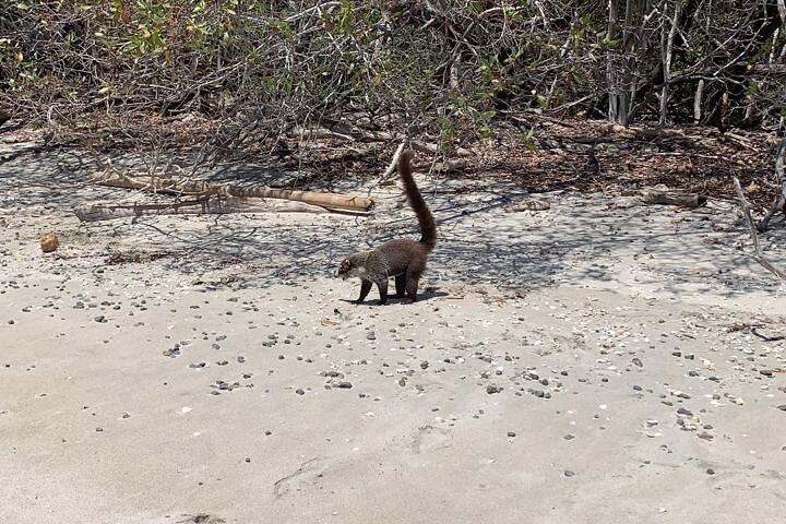 Boat tour to the exotic caves with snorkel from Playas del Coco