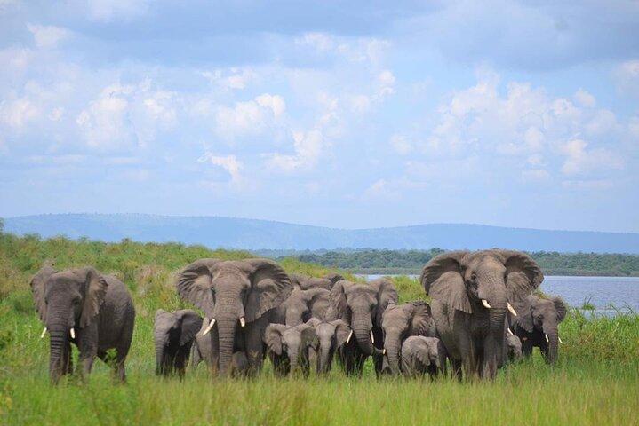 Private 1 Day Akagera Big Five Safari with pick up and lunch.