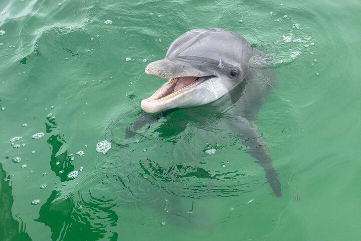 2 Hour Private Dolphin and Sightseeing Tour Shell Island
