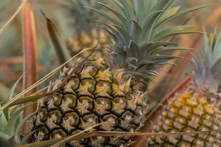 Maui Pineapple Farm Tour in Haliimaile
