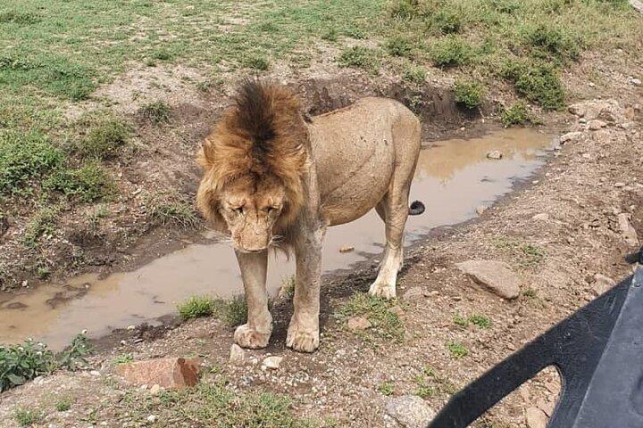 3 days safari in North- Ngorongoro, Tarangire, Mt. Oldeani