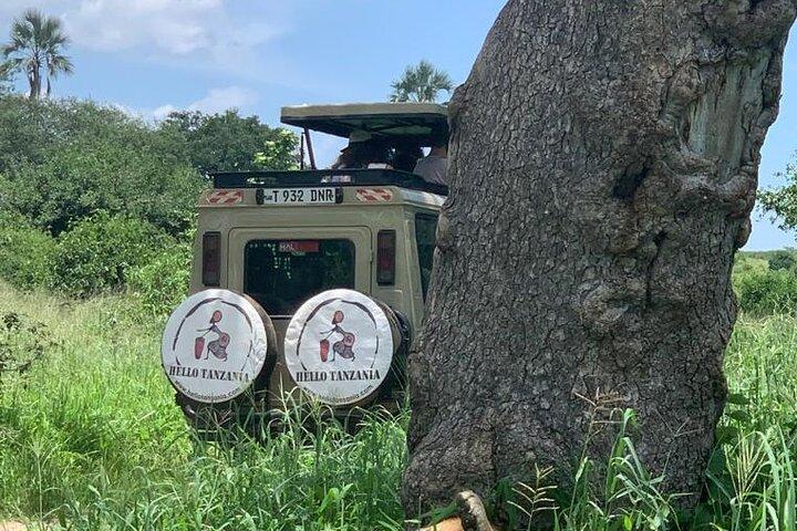 3 days safari in North- Ngorongoro, Tarangire, Mt. Oldeani