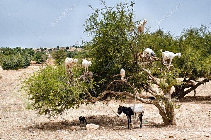 Taghazout or Agadir: Goats in Argan Trees Experience & Souk Visit