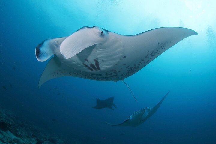 Day Trip Discover Scuba dive in Nusa Penida 2 dives (From Sanur - South Bali)