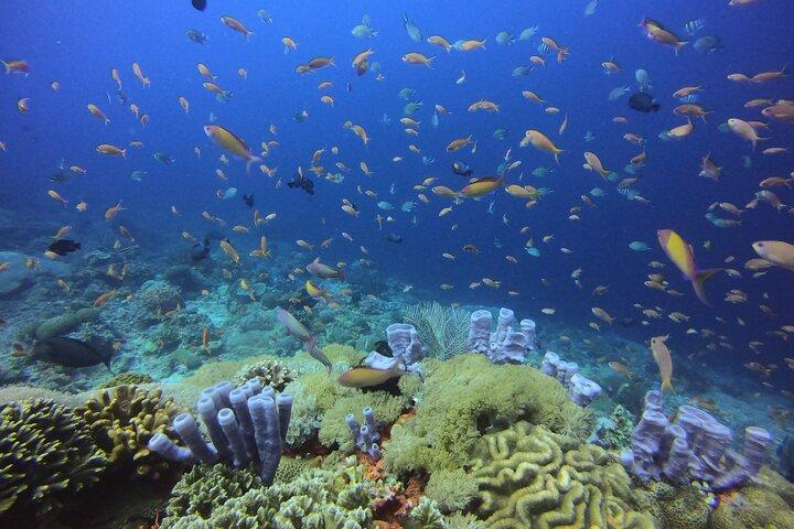 Day Trip Discover Scuba dive in Nusa Penida 2 dives (From Sanur - South Bali)