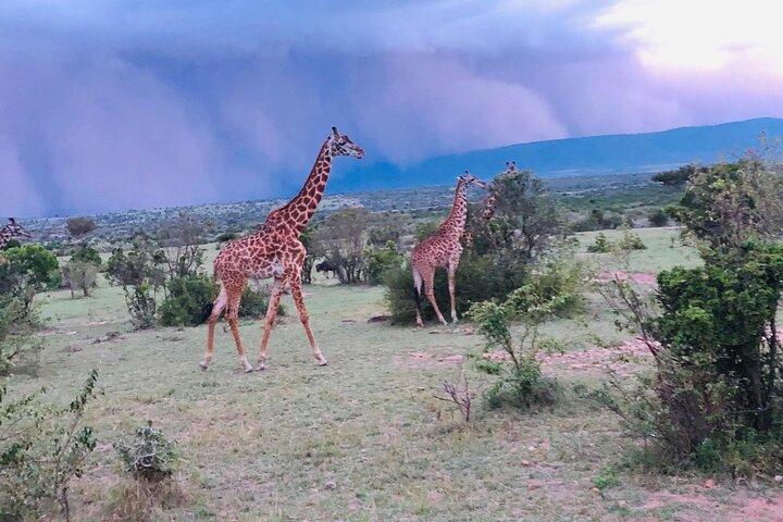 7 Days Kenyan Safaris