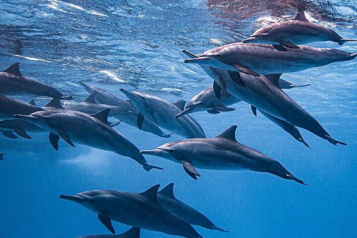Hurghada: Dolphin House Satayeh Reef Snorkeling Red Sea Trip