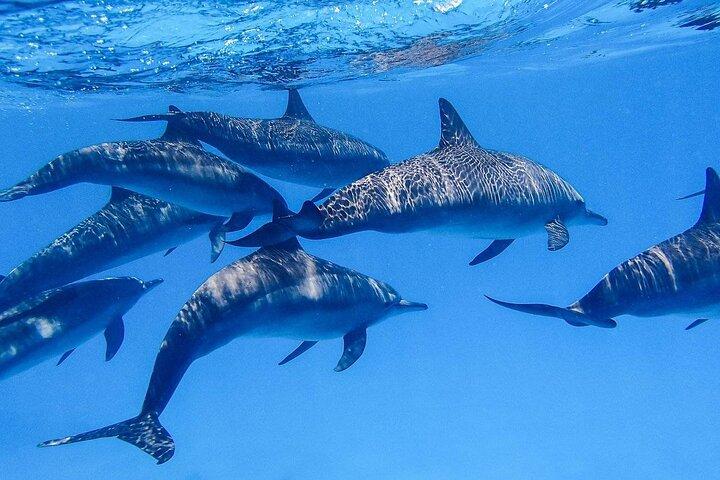 Hurghada: Dolphin House Satayeh Reef Snorkeling Red Sea Trip