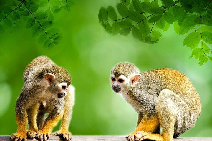 4 Days Iquitos Peru Tour