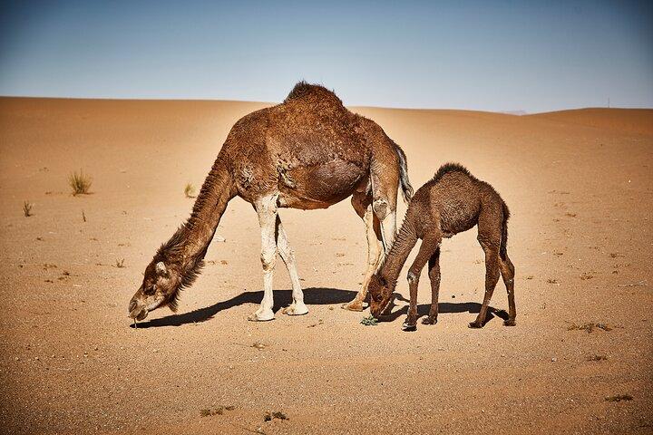 4-Day, 3-Night Marrakech to Marrakech Desert tour