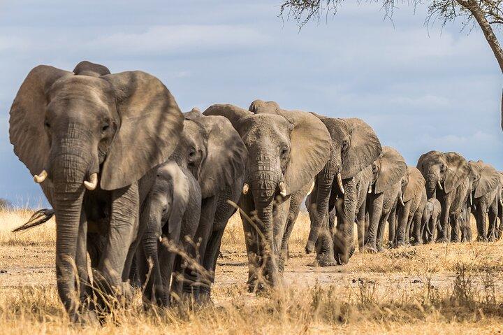 An Exclusive Tarangire Safari