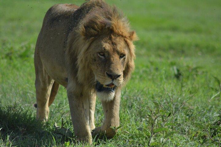 4-Day Small-Group Tour of Tanzania