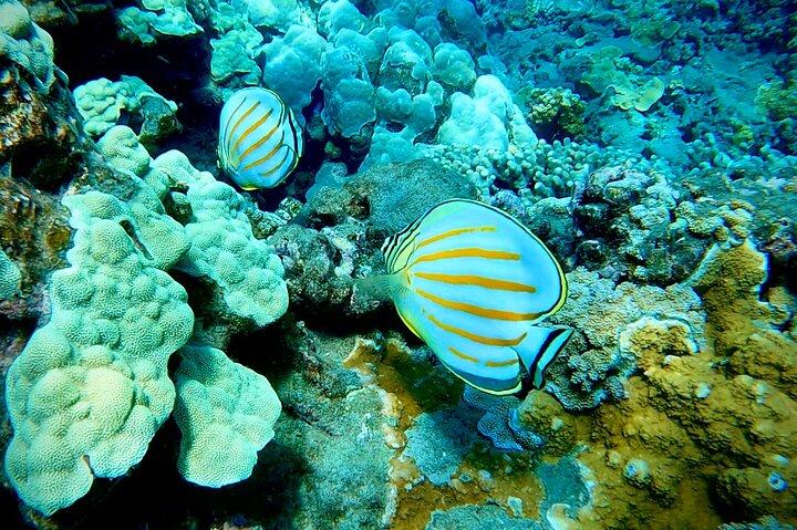 Marine Biologist Guided Snorkel Tour from Shore at Turtle Town