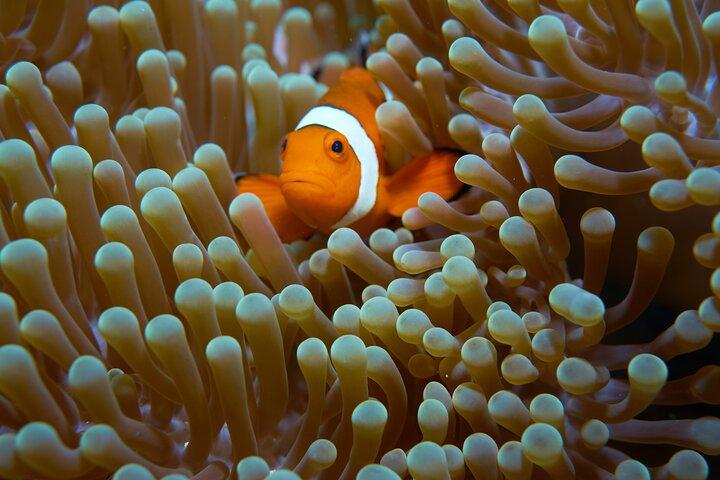 Menjangan island snorkeling full day boat trip