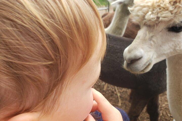 Guided Lilymoore Alpaca Farm Tour
