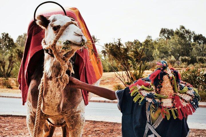 Day Trip - Casablanca > Marrakesh