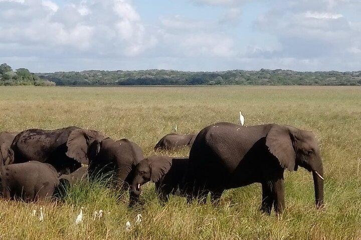Maputo National Park (Maputo Special Reserve) Full-day Tour