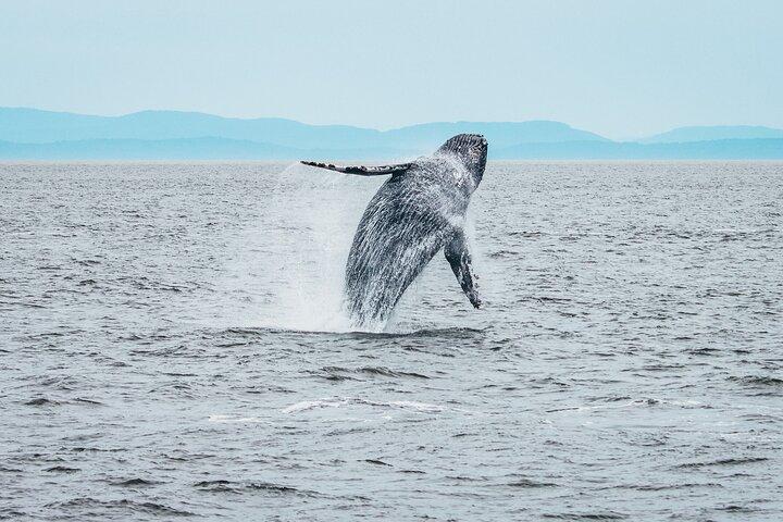 Vancouver Half-Day Whale Watching Adventure with Free Photos