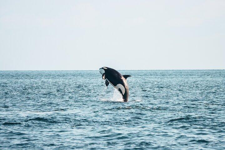 Victoria Half-Day Whale Watching Adventure with Free Photos