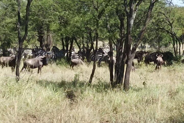 4-Day Small-Group Tour of Tanzania