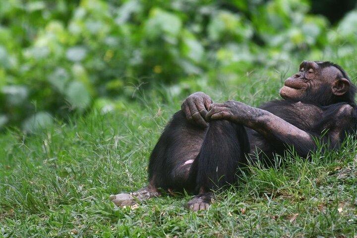 1 Day Ngamba Island chimpanzee tour