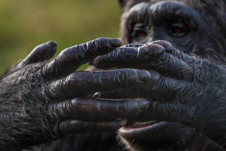 1 Day Ngamba Island chimpanzee tour
