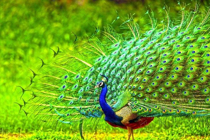 2 Day Tour To Sinharaja Rain Forest & Udawalawa From Colombo