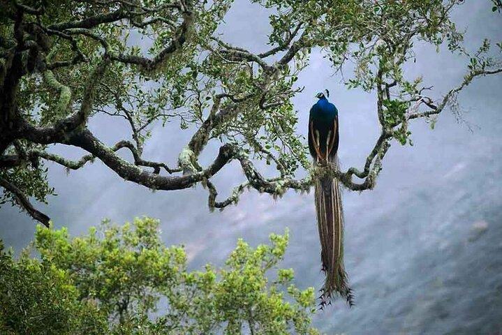 Private Day Trip To Sinharaja Rain Forest From Colombo