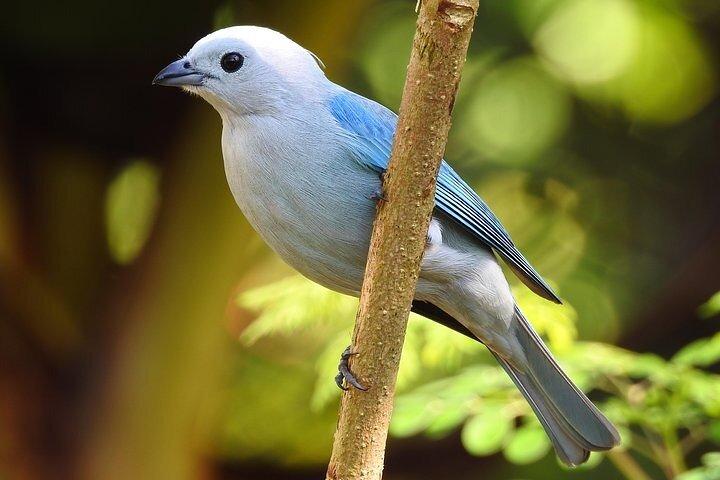 Monteverde Birdwatching Tour at Curicancha Reserve