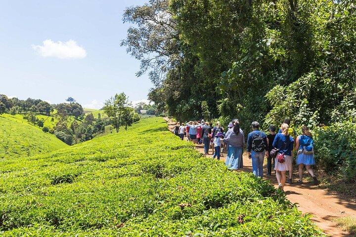Day Tour To Kiambethu Tea Farm