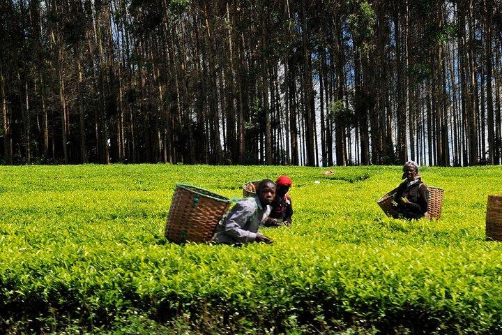 Day Tour To Kiambethu Tea Farm