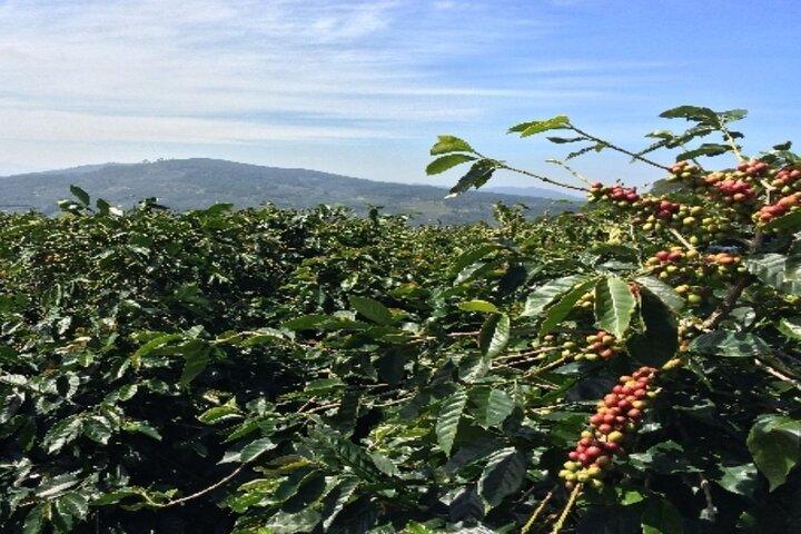 Coffee Tourism & Banana Farms Experience