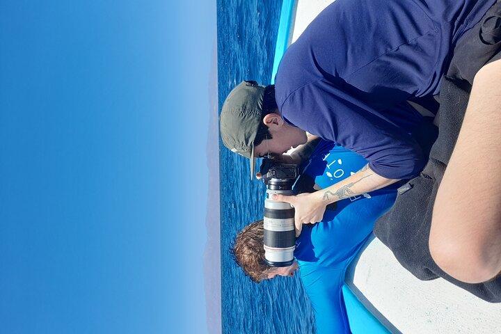 Snorkel with whale sharks includes equipment & transportation