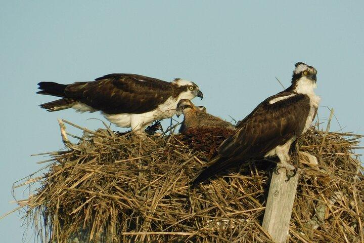 2-Hour Sunset Safari Eco Cruise on the Osprey from Cape May