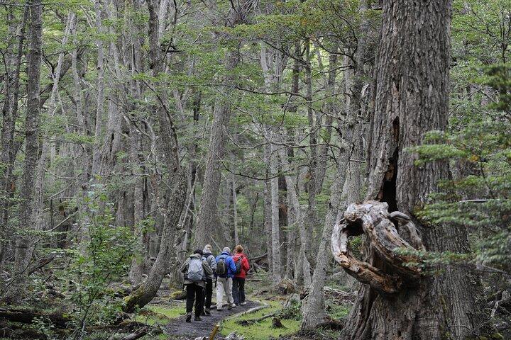 Half-Day Tierra del Fuego National Park with Lunch and Drinks