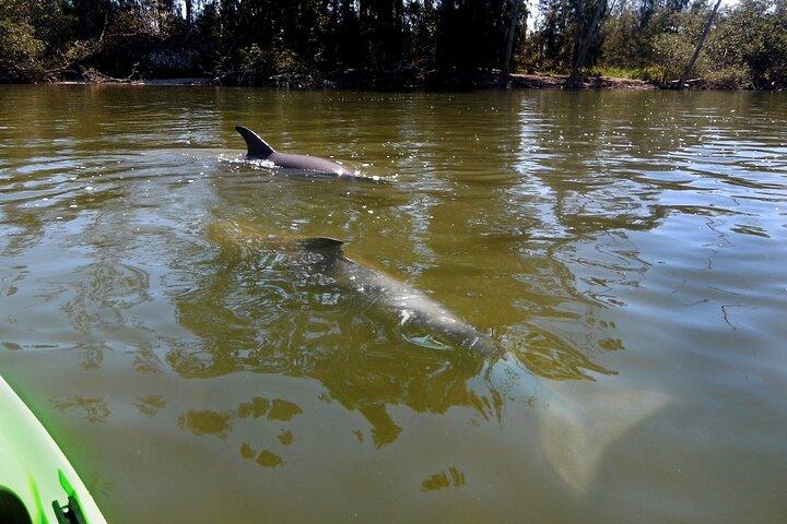 Manatee and Dolphin Kayak Tour - Wildlife Refuge (Titusville)