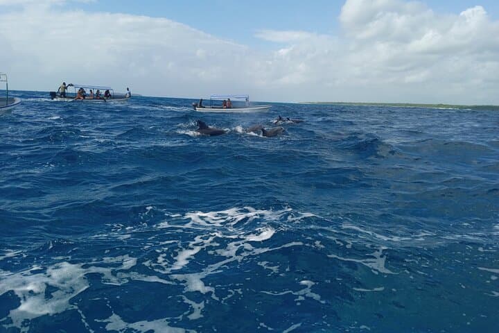 5-Hour Snorkeling, Swimming with Dolphins and Sea Turtles Aquarium