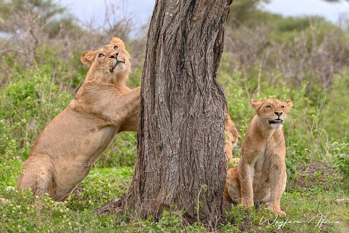 Explore Serengeti 5 Days 4 Nights
