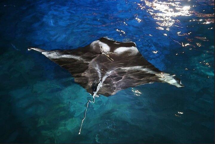 Manta Ray Night Snorkel Experience of a Lifetime