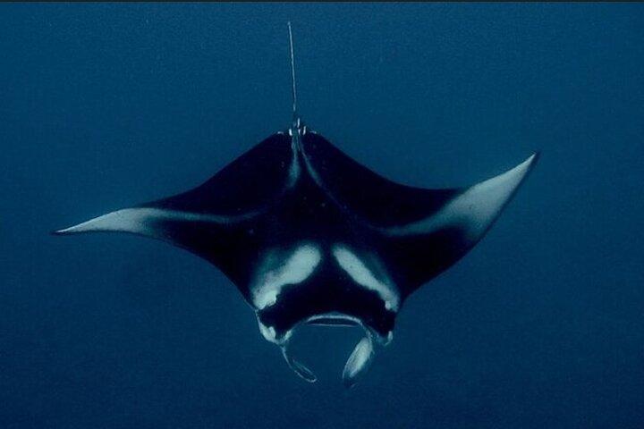 Manta Ray Night Snorkel Experience of a Lifetime